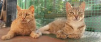 /album/animals/a10170833-677872765605451-5237930545936097359-n-jpg/
