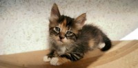 /album/animals/a1544305-677872562272138-7065230839347222125-n-jpg/