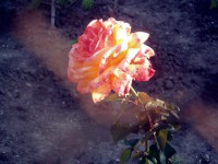/album/flowers/a10153924-677875162271878-5234233752134399684-n-jpg/