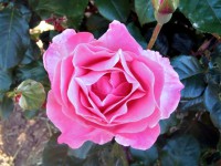 /album/flowers/a10176148-677874302271964-1528101611457599463-n-jpg/