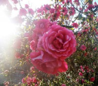 /album/flowers/a10245313-677875155605212-4652583989965703245-n-jpg/