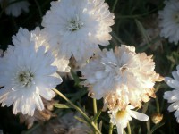 /album/flowers/a10290641-677875928938468-6032677565938435656-n-jpg/