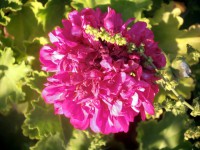 /album/flowers/a10322840-677875905605137-1977022064247083398-n-jpg/